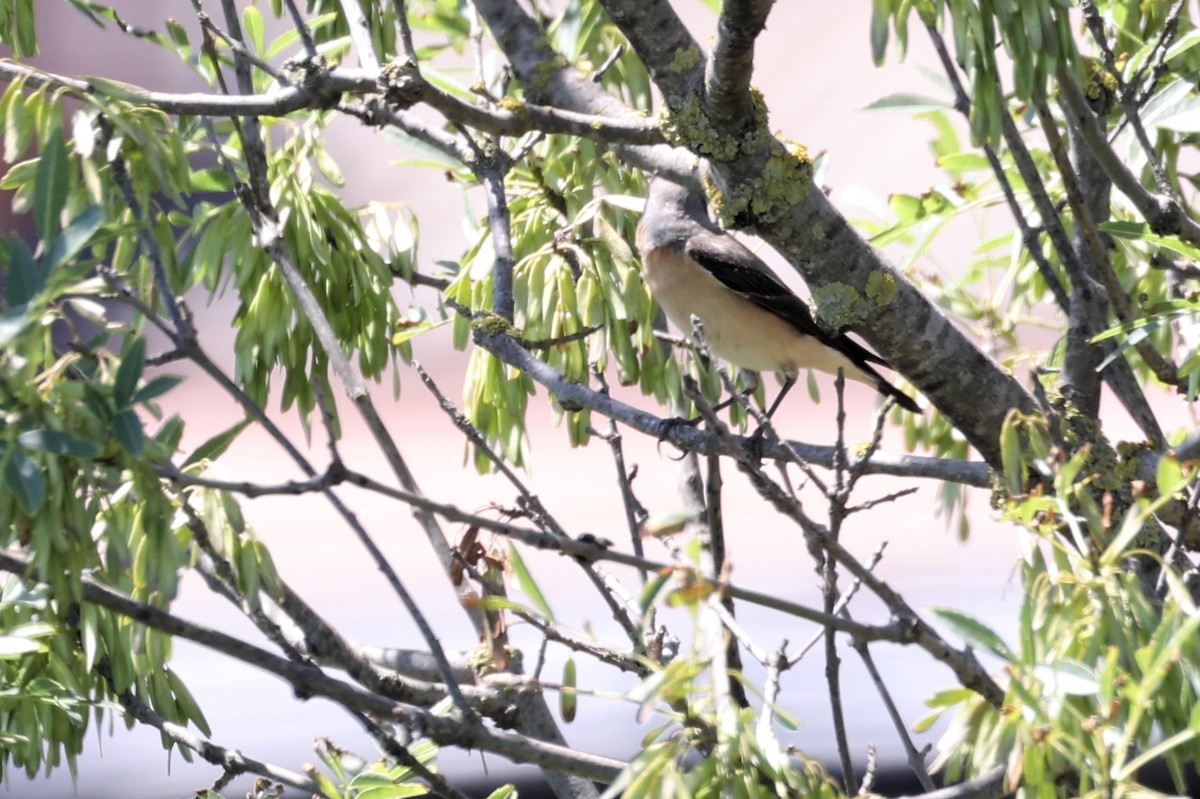 Northern Wheatear - ML618775553