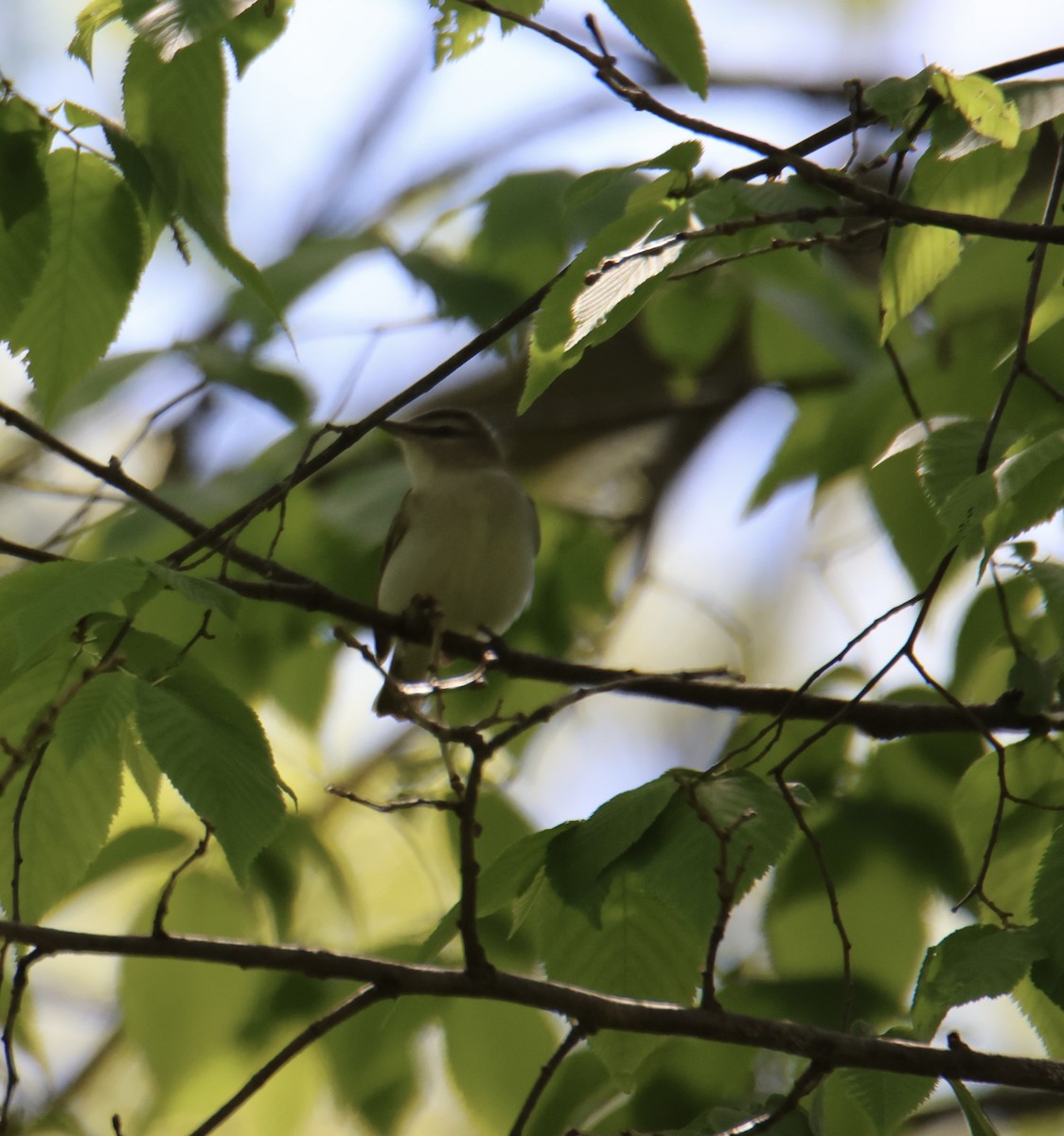 Red-eyed Vireo - ML618775554