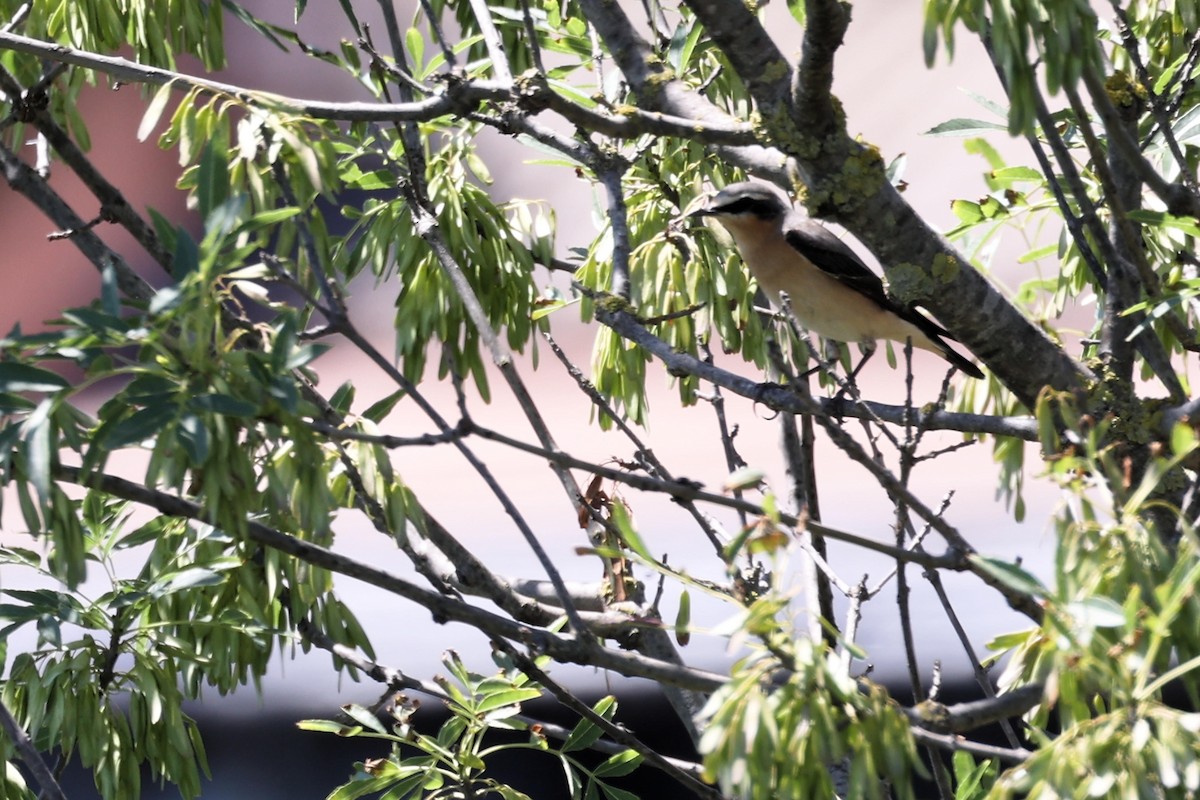 Northern Wheatear - ML618775555