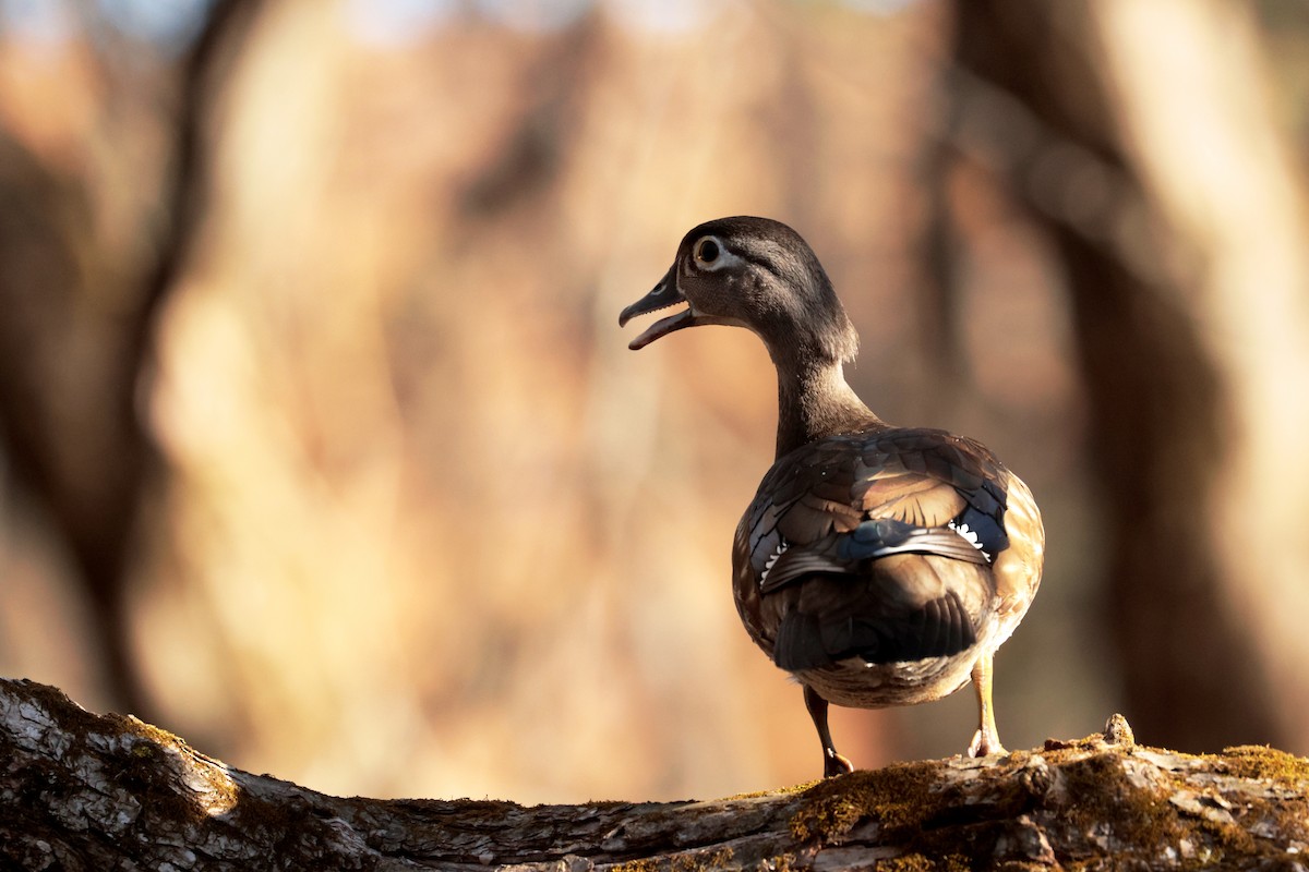 Wood Duck - Maurice Raymond