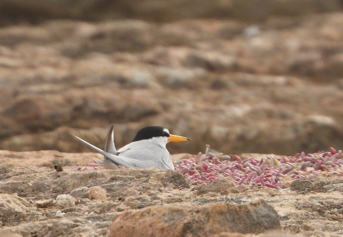 Least Tern - Cisca  Rusch