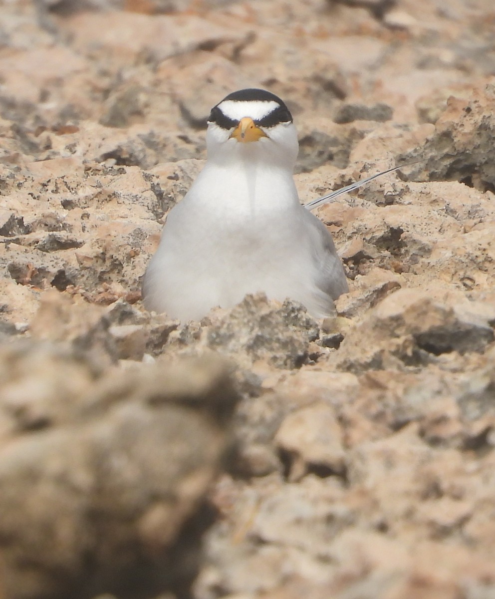 Least Tern - Cisca  Rusch