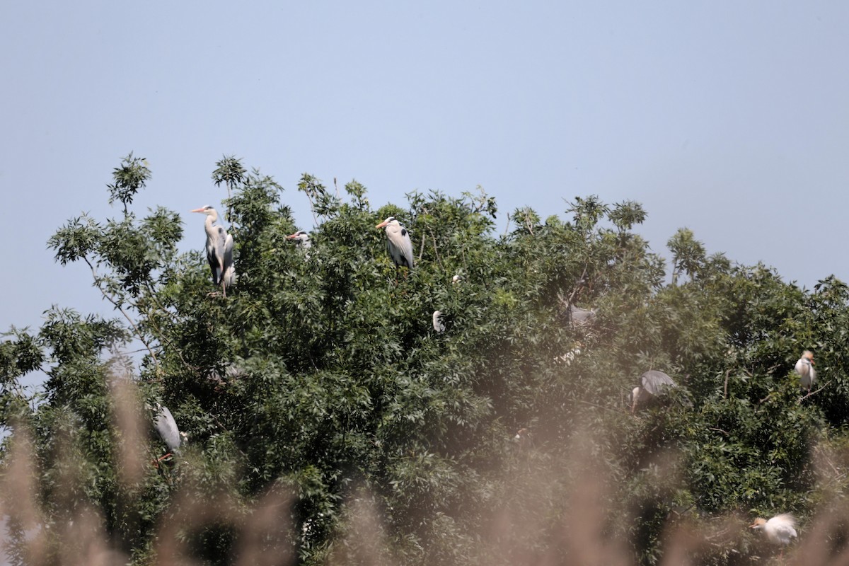 Gray Heron - ML618775575