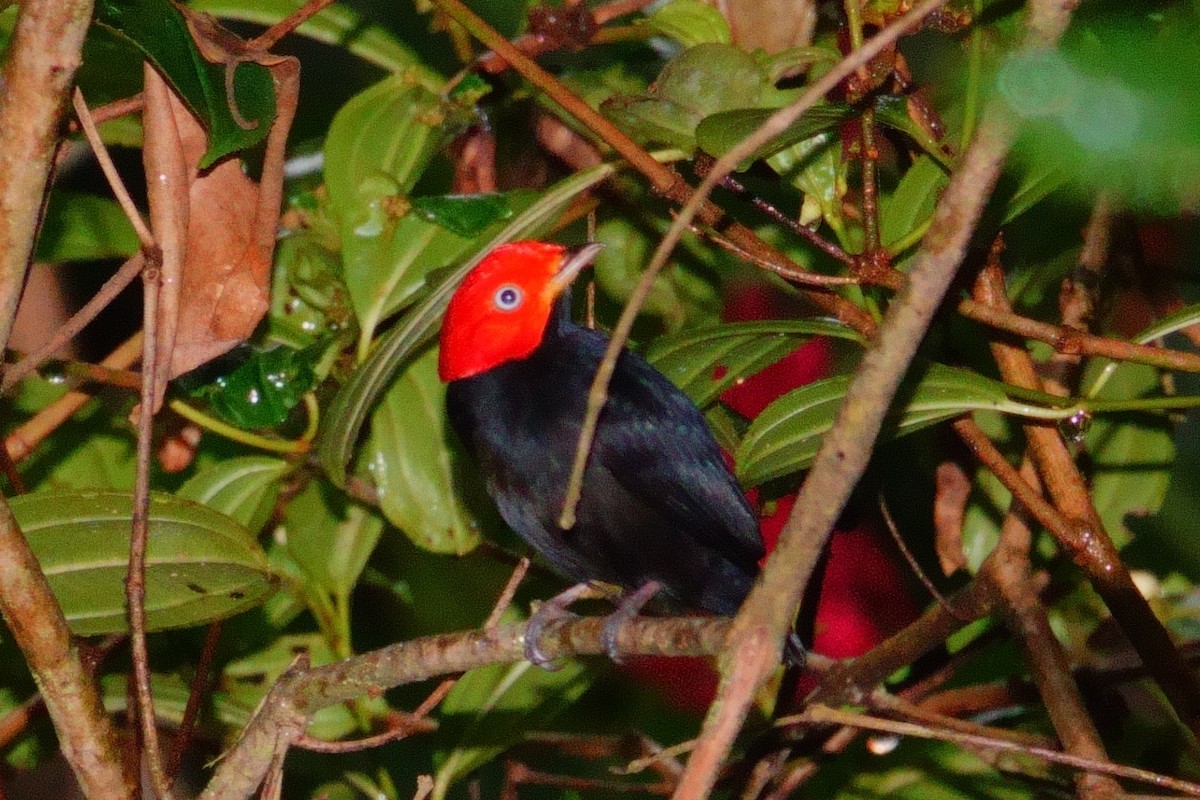 Red-capped Manakin - Gonzalo Trujillo Trujillo