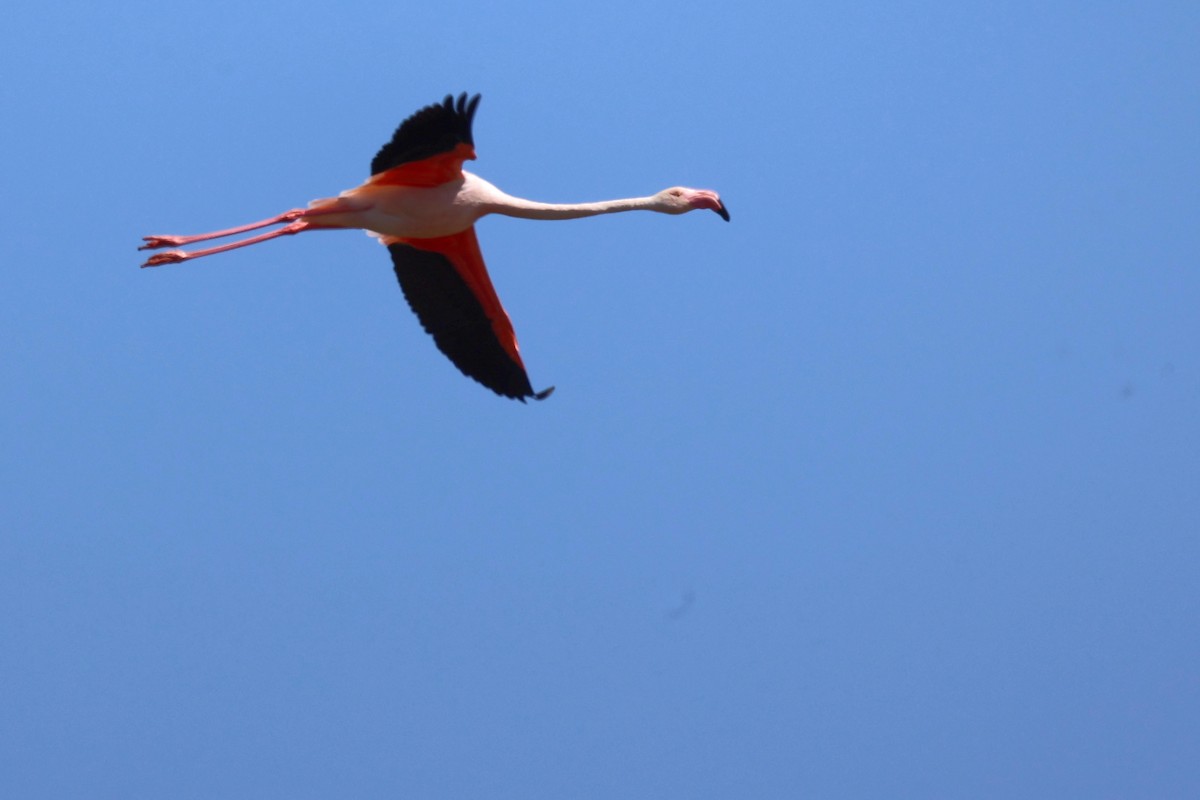 Greater Flamingo - ML618775591