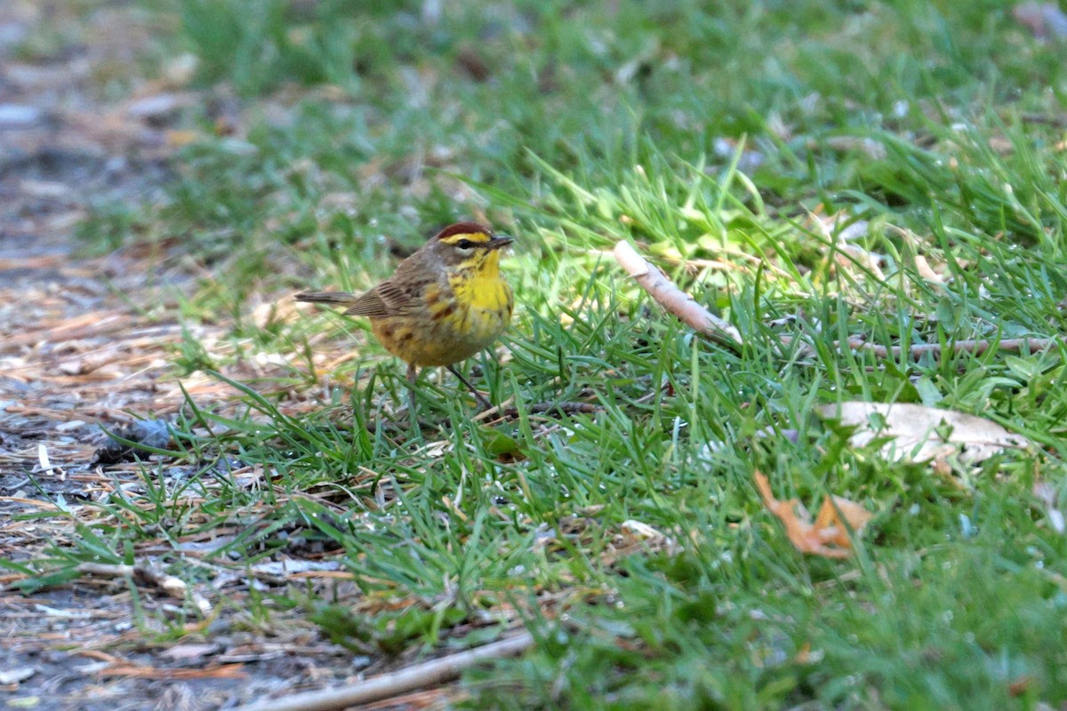 Palm Warbler - Maurice Raymond