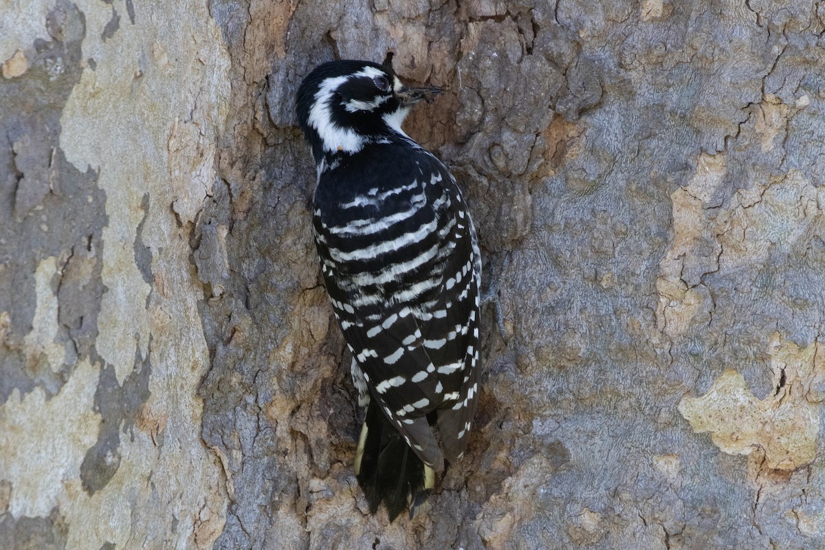 Nuttall's Woodpecker - ML618775605