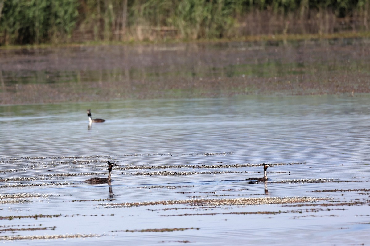 Great Crested Grebe - ML618775608
