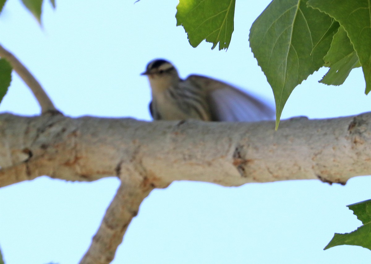 Black-and-white Warbler - ML618775609