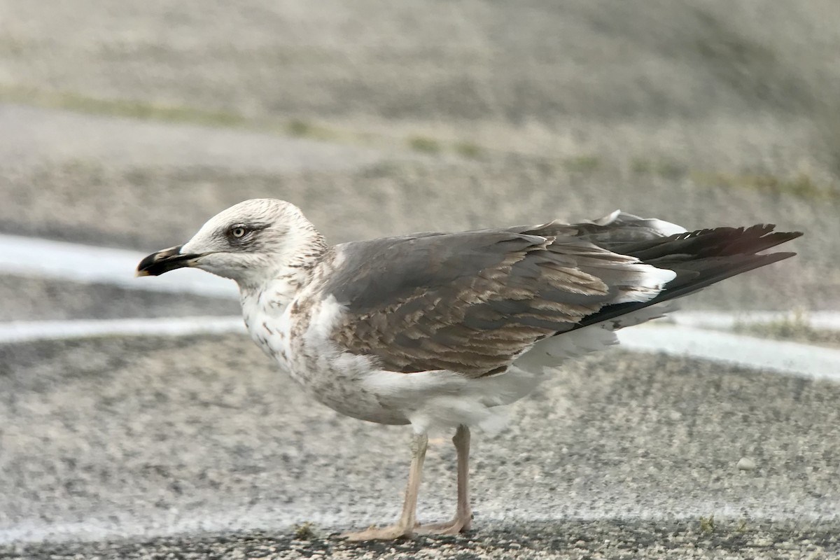 Gaviota Sombría - ML618775610