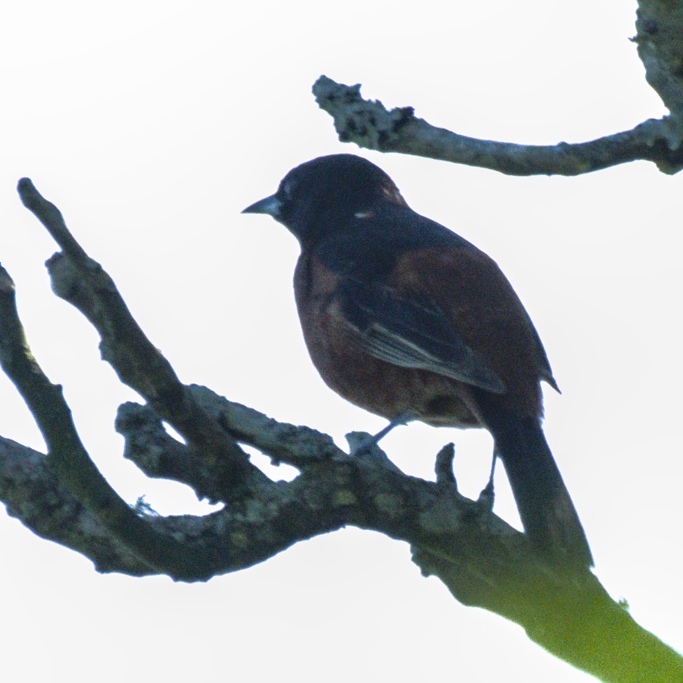 Eastern Towhee - ML618775614