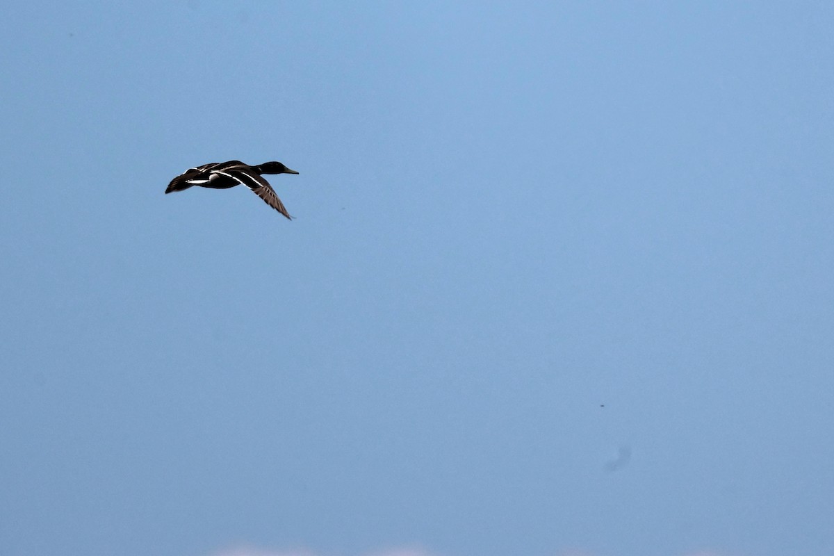 Mallard - ML618775619