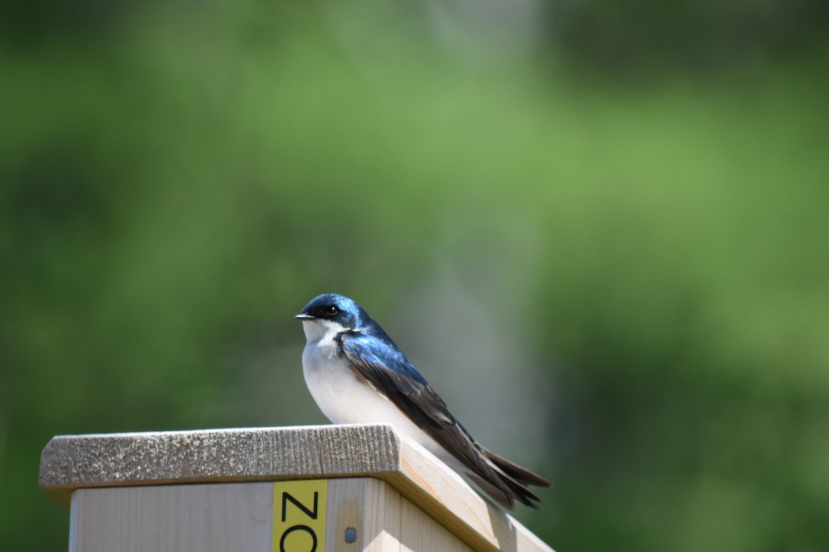 Tree Swallow - Sandie Barrière