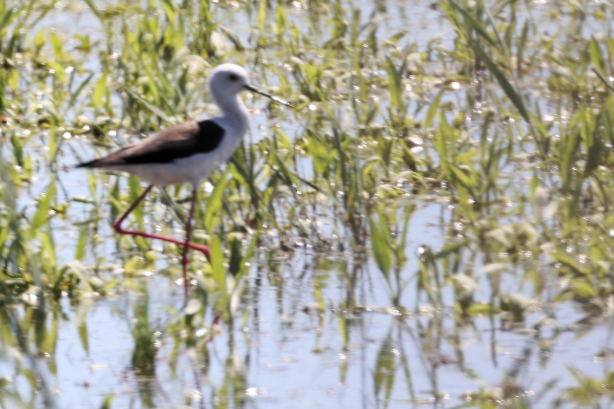 Black-winged Stilt - ML618775626