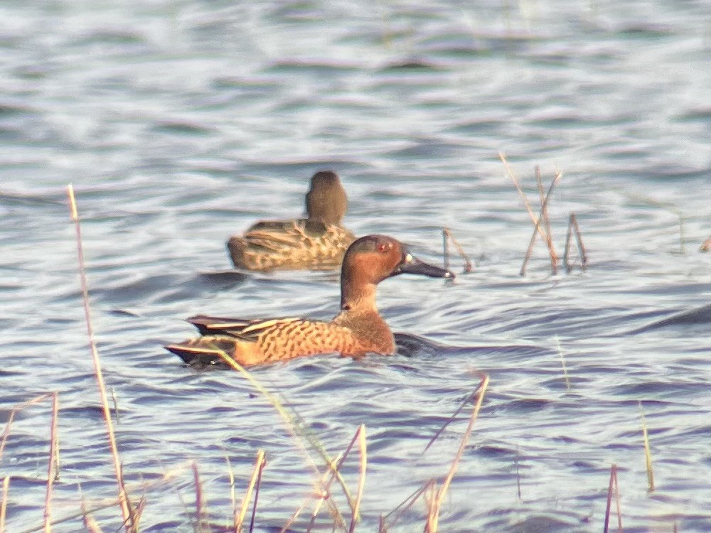 Blue-winged x Cinnamon Teal (hybrid) - Samuel Holman