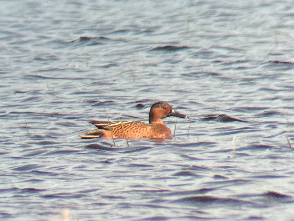 Blue-winged x Cinnamon Teal (hybrid) - Samuel Holman