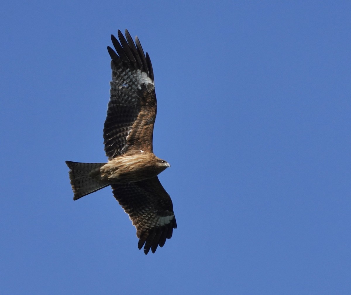 Black Kite (Black-eared) - ML618775637