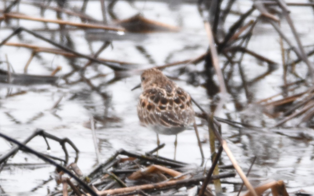 Least Sandpiper - ML618775652