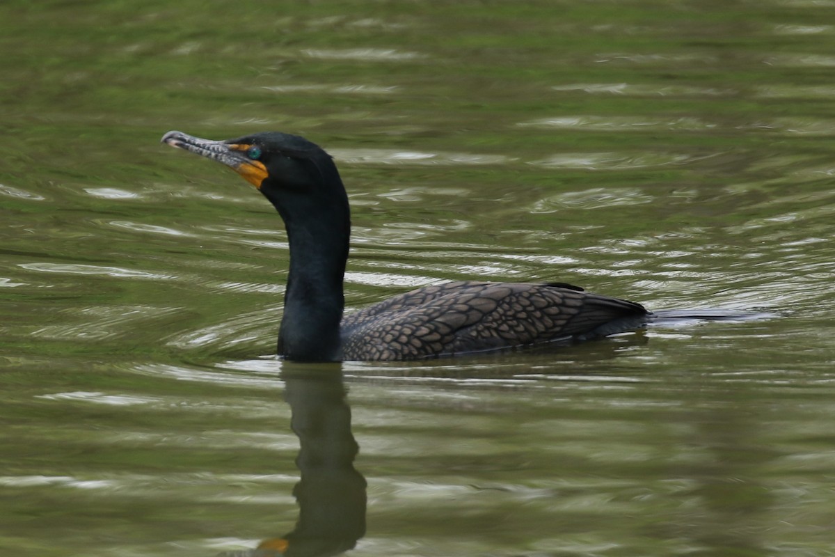 Double-crested Cormorant - Tom Behnfield