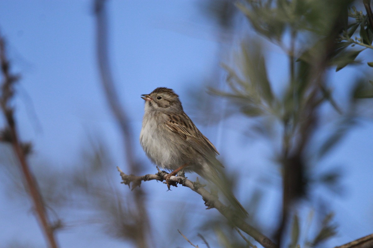 Brewer's Sparrow - holden green