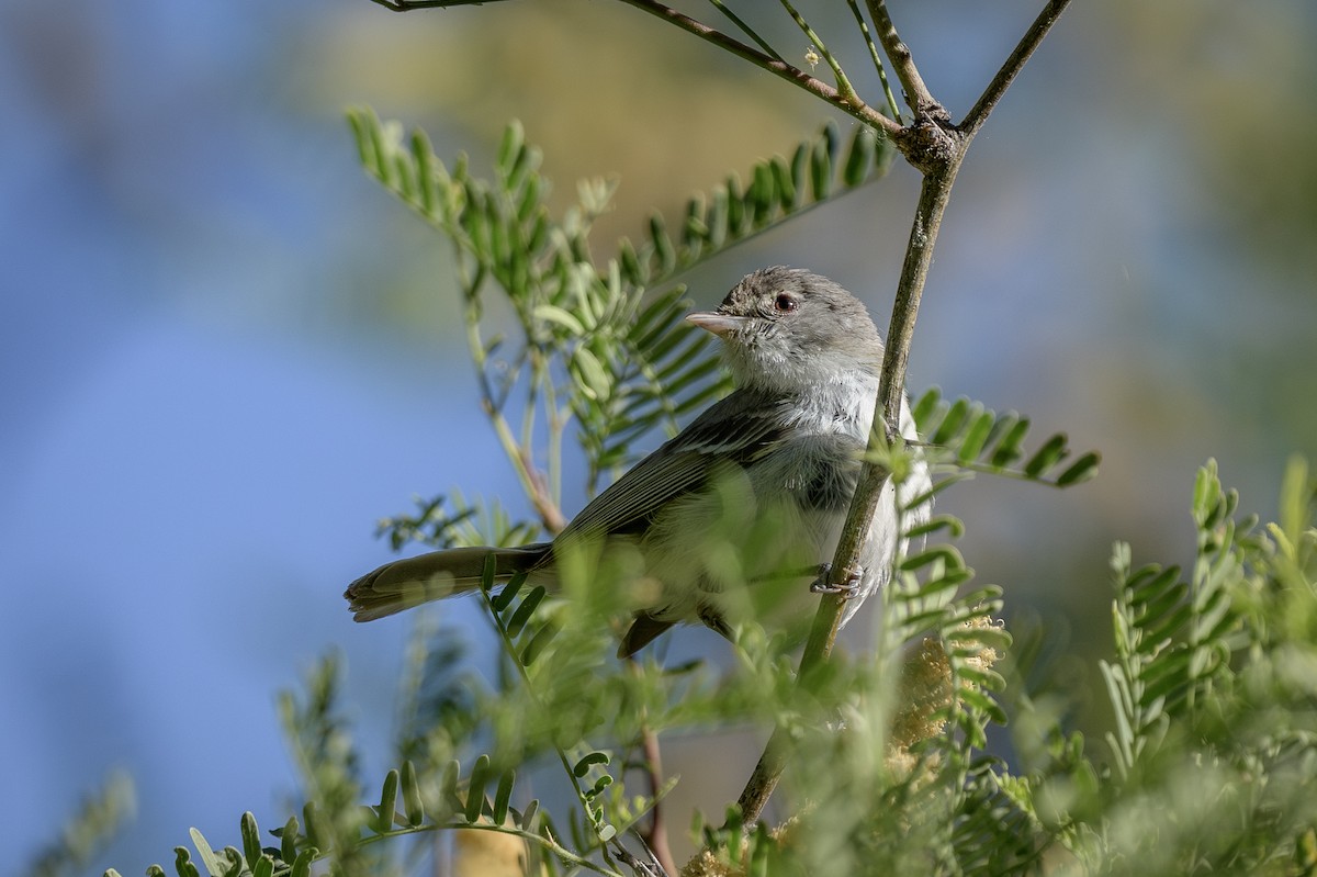 Bell's Vireo - ML618775662