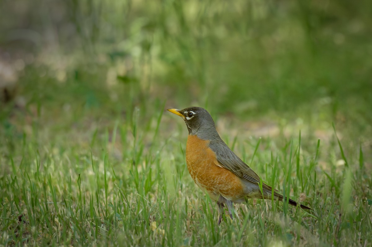 American Robin - Michael Smith