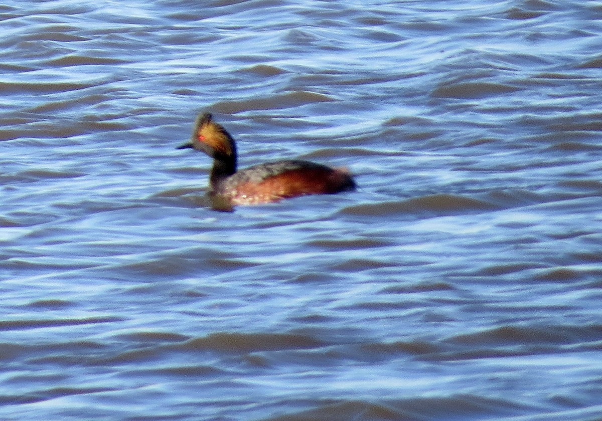 Eared Grebe - Andrew Don