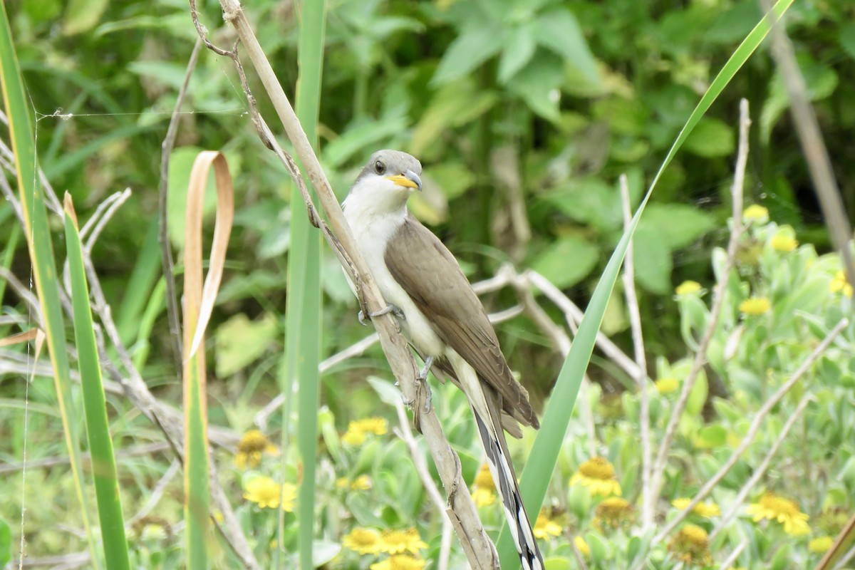 Yellow-billed Cuckoo - ML618775687