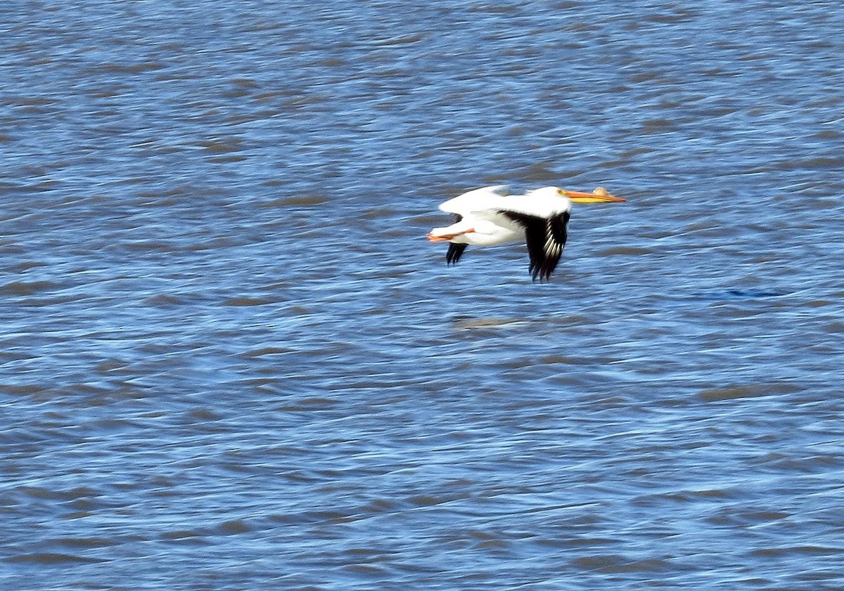 American White Pelican - ML618775694