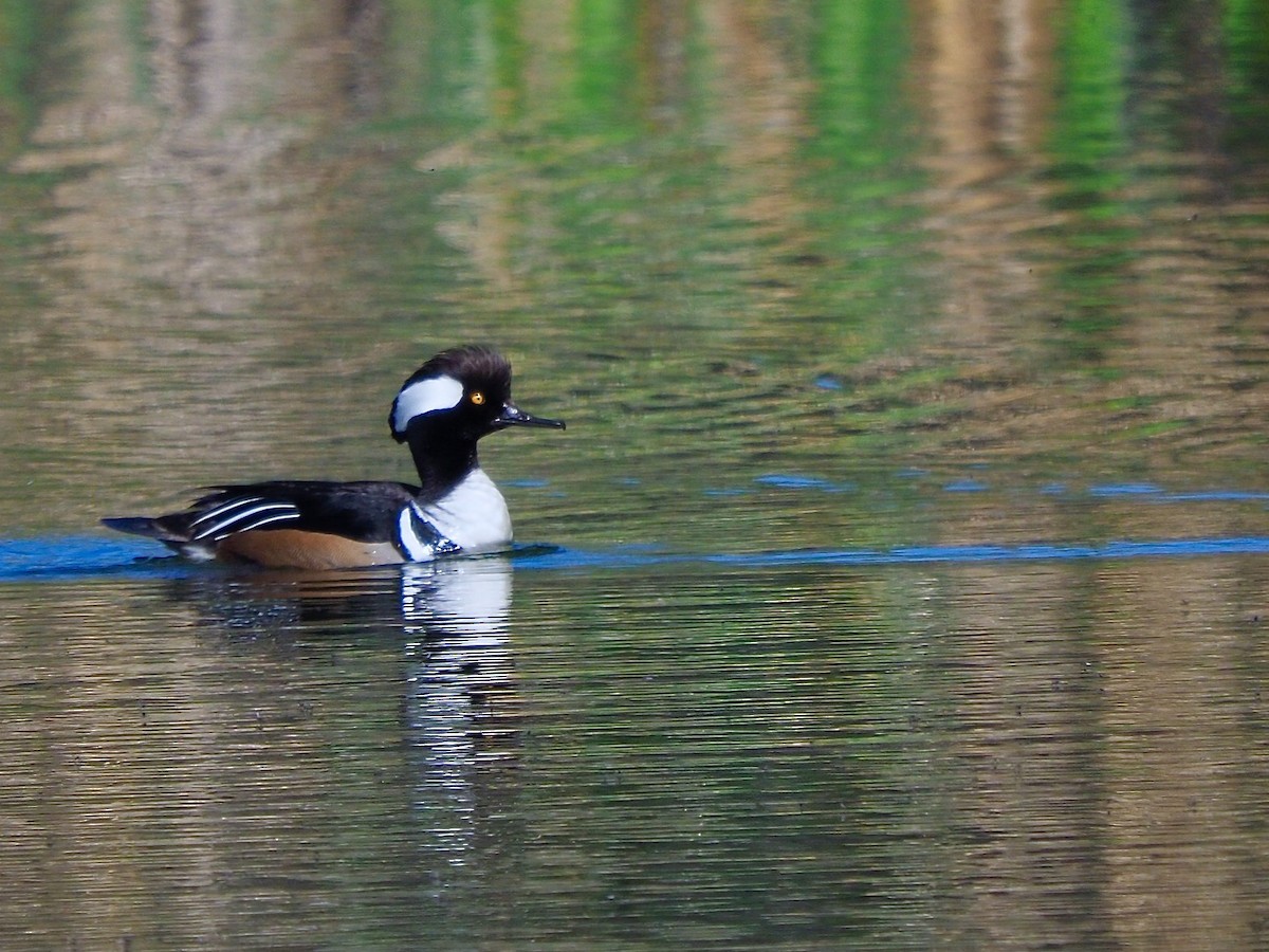 Hooded Merganser - ML618775707