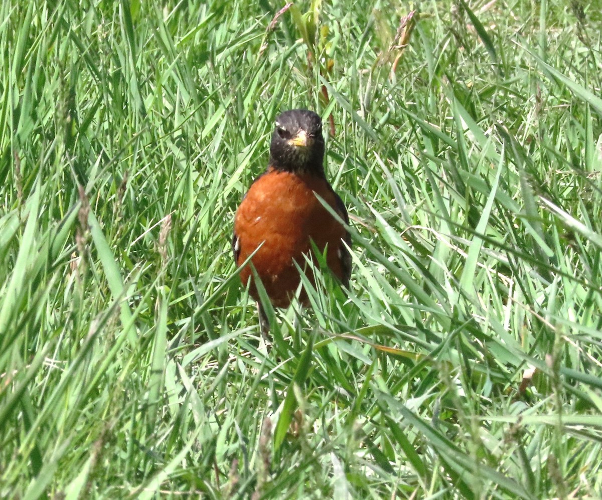 American Robin - Susan Cooper