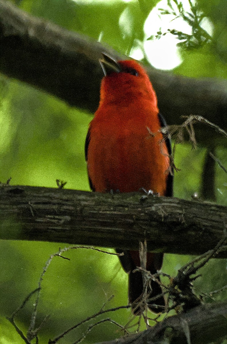 Scarlet Tanager - ML618775742