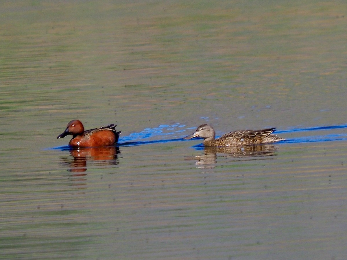 Cinnamon Teal - Kathy Green