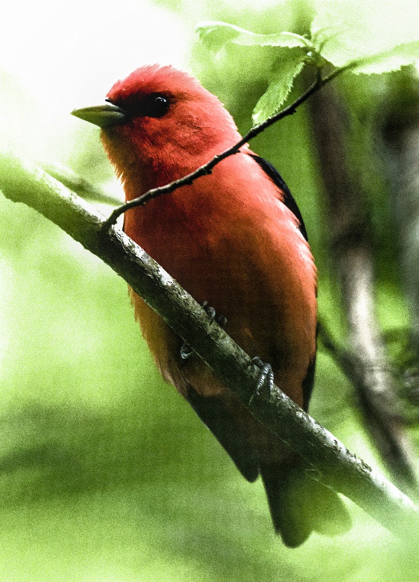 Scarlet Tanager - ML618775752