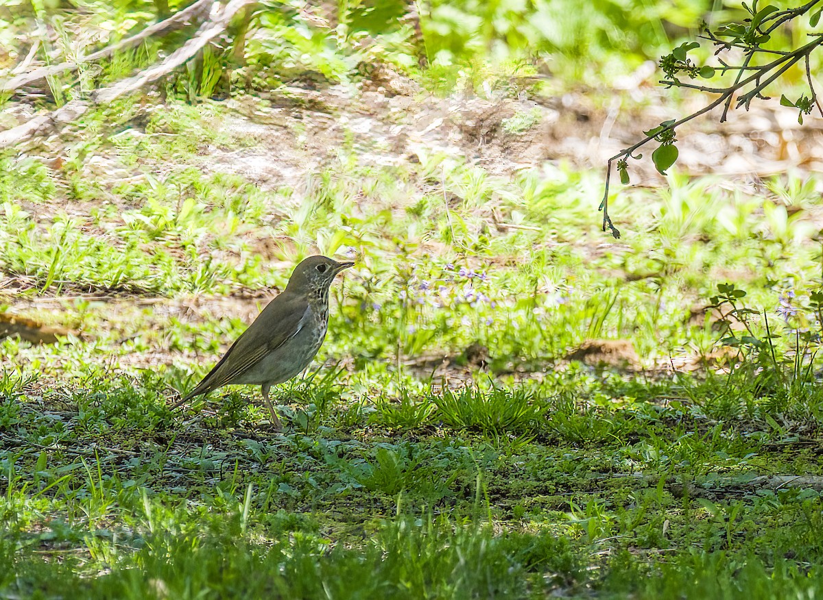 Gray-cheeked Thrush - ML618775762