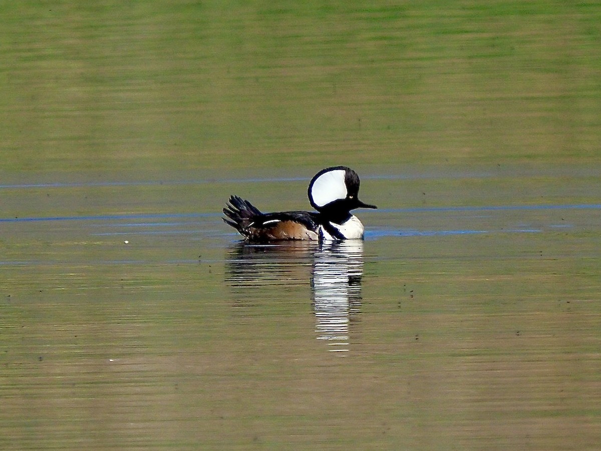 Hooded Merganser - ML618775809