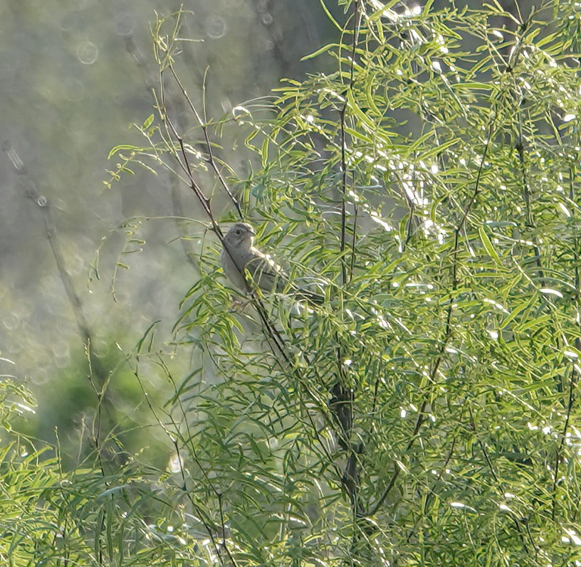 Cassin's Sparrow - ML618775814