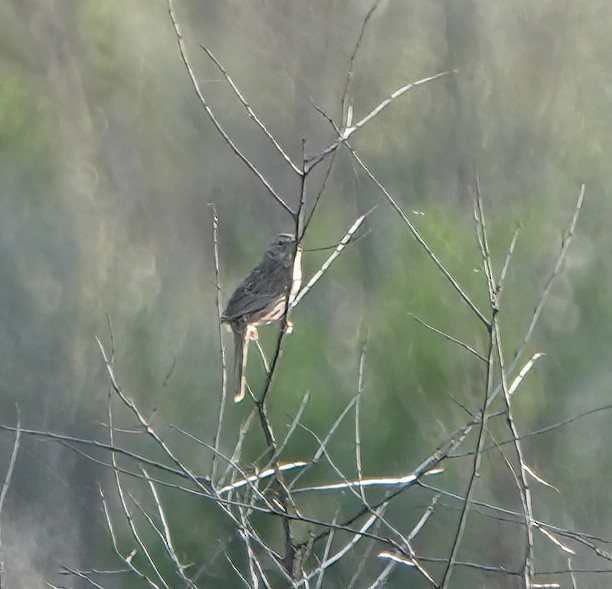 Cassin's Sparrow - ML618775815