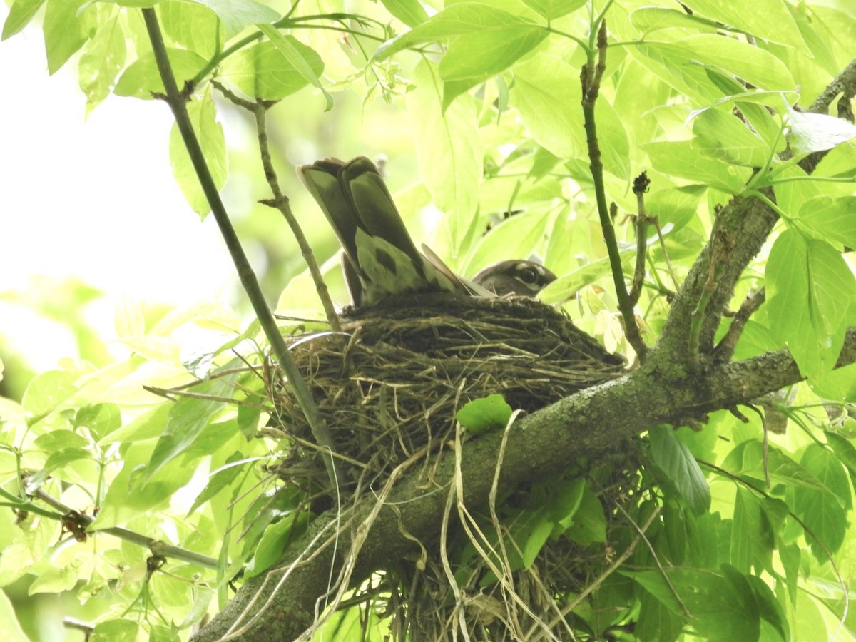 American Robin - Susan Lamberts