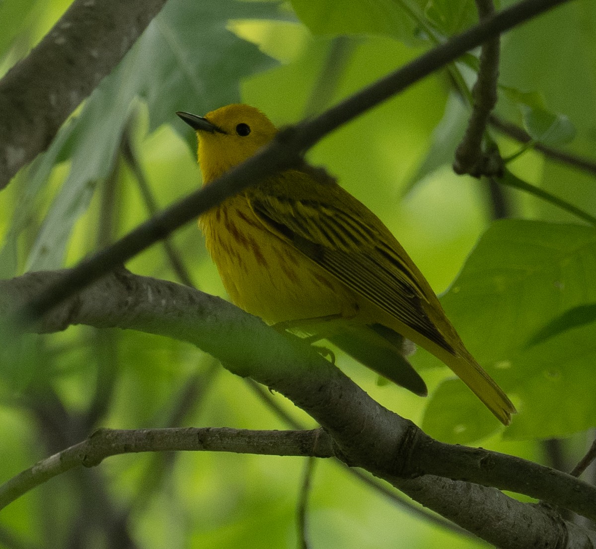 Yellow Warbler - Lynn Chapman