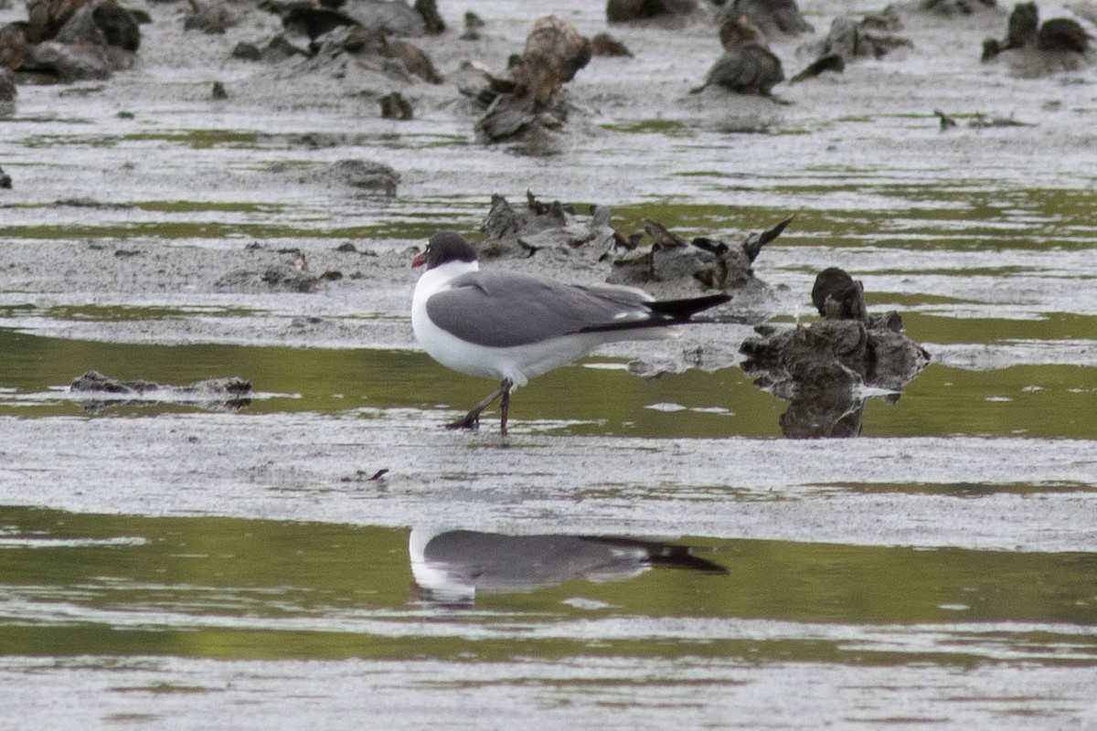 Laughing Gull - Ed Vigezzi