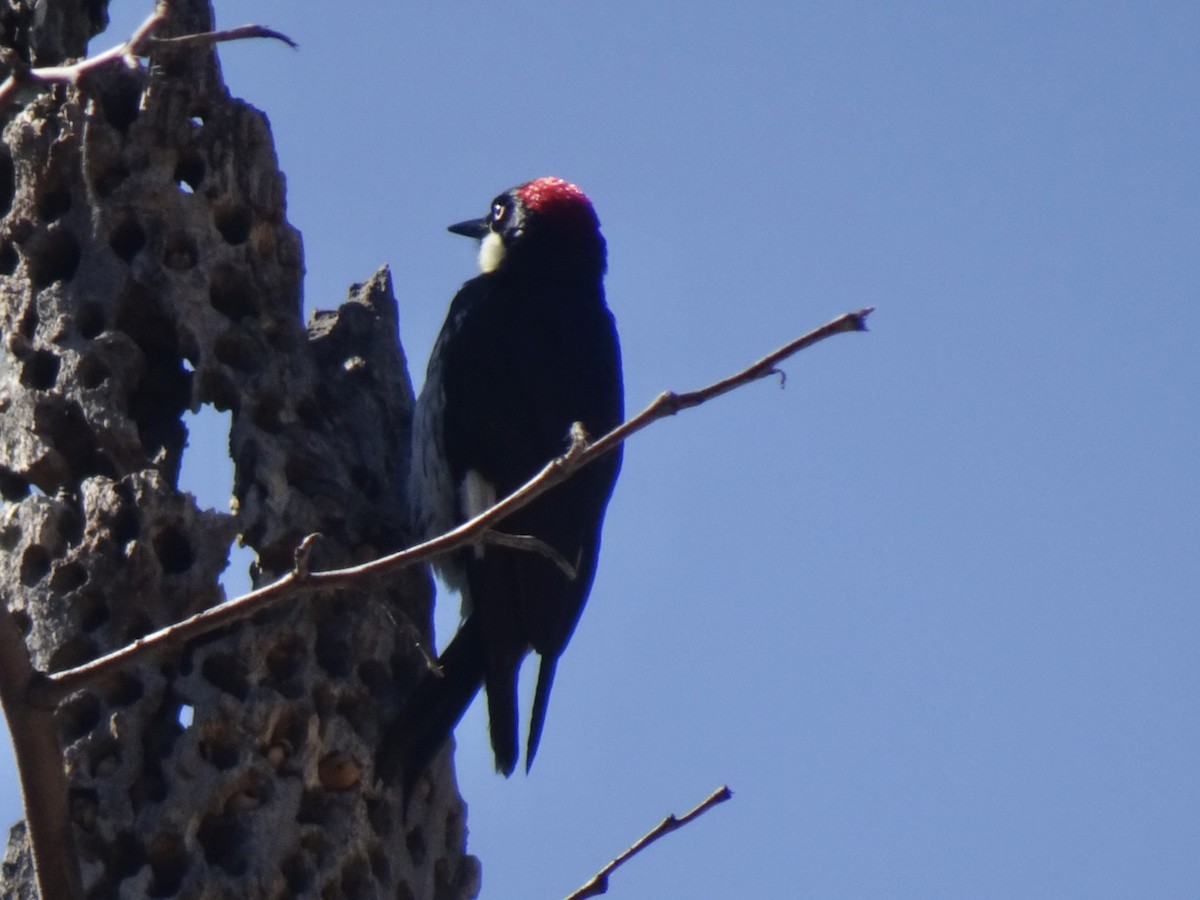 Acorn Woodpecker - ML618775866