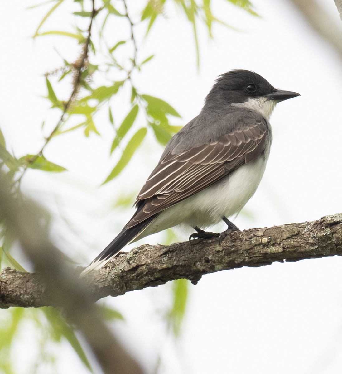 Eastern Kingbird - ML618775879