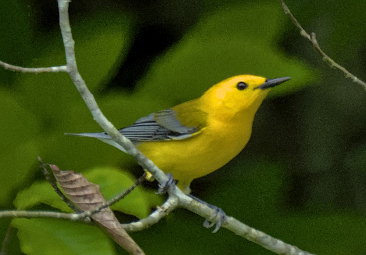 Prothonotary Warbler - ML618775880