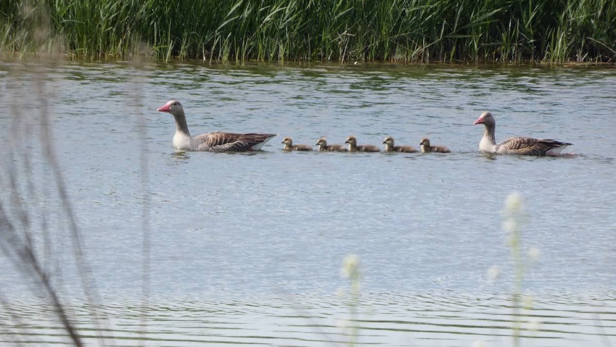 Graylag Goose - ML618775894