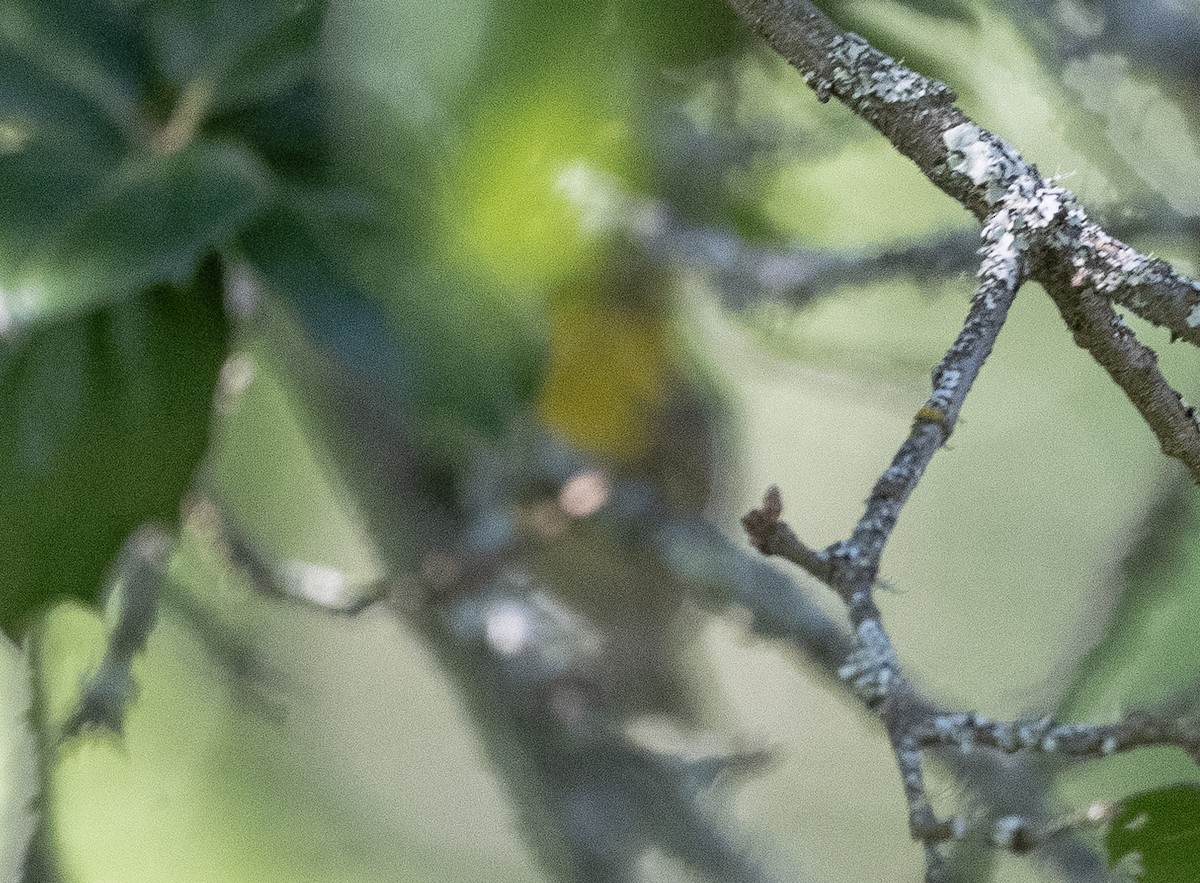 Nashville Warbler - Mark Rauzon