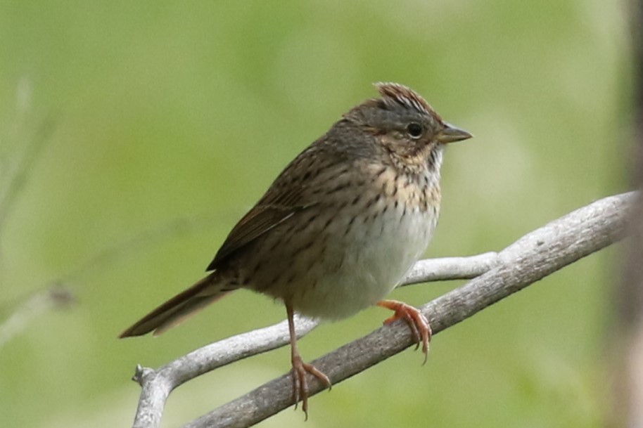 Lincoln's Sparrow - ML618775898