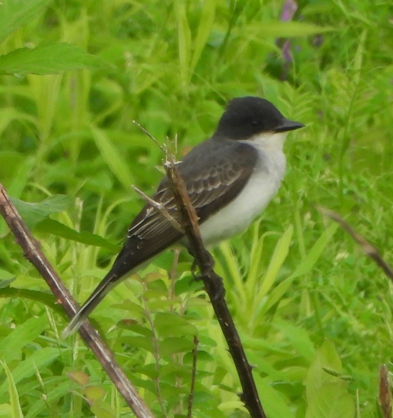 Eastern Kingbird - Pixie Hamilton