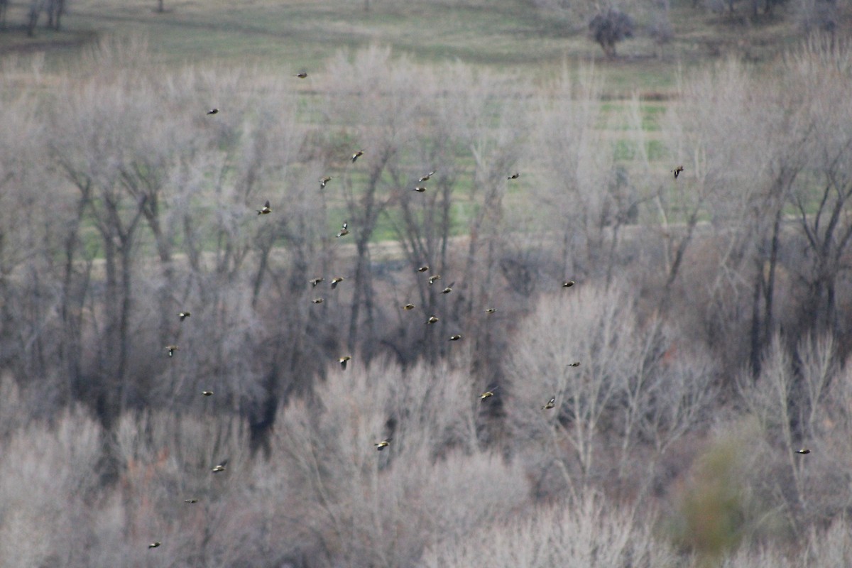 Evening Grosbeak (type 1) - ML618775915