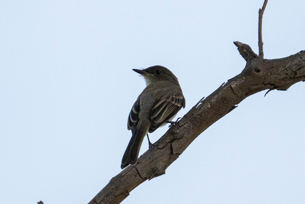 Eastern Phoebe - Yaodi F